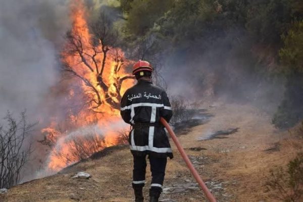 حرائق الغابات في الجزائر