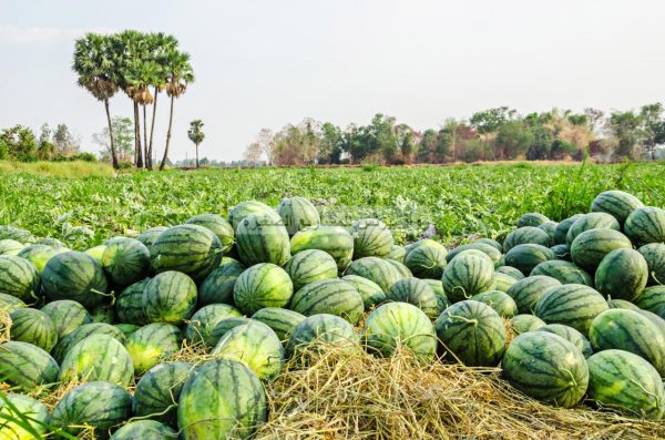 البطيخ